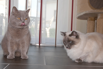 Bildquelle – Tierbesitzer